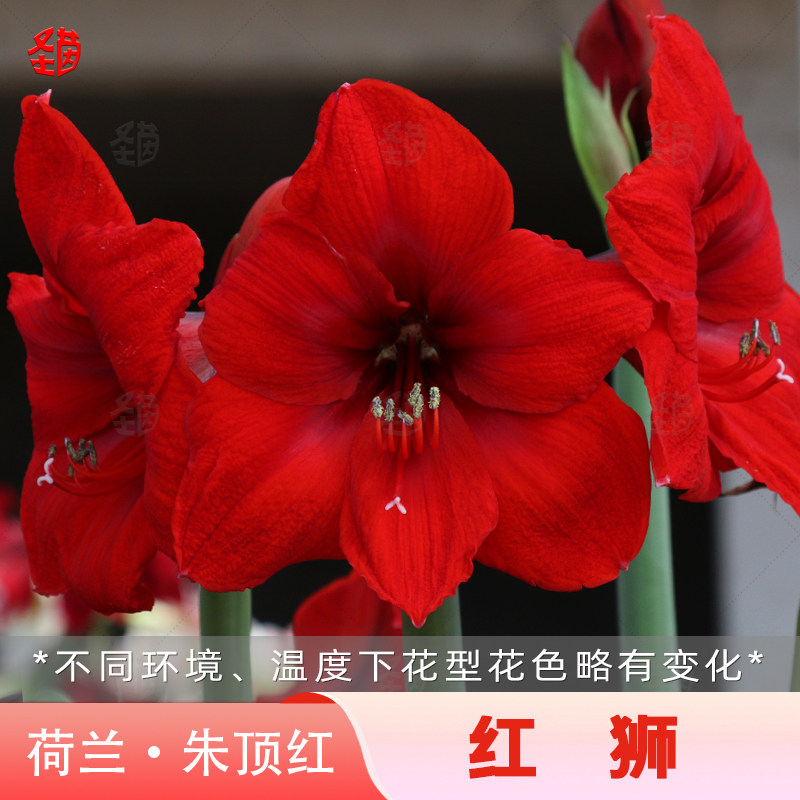 圣茵朱顶红 红狮基地球