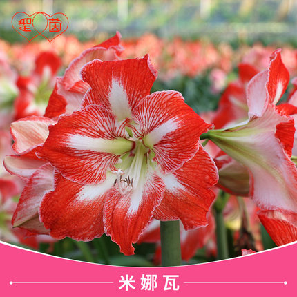 圣茵朱顶红 米娜瓦 基地球