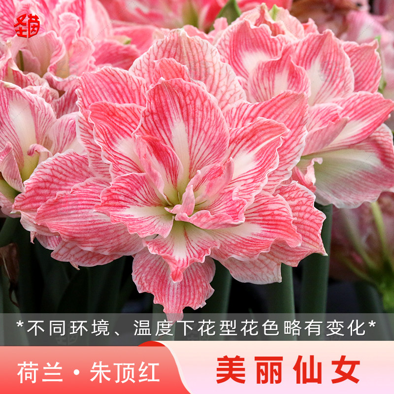 圣茵春夏季开花朱顶红花卉图片