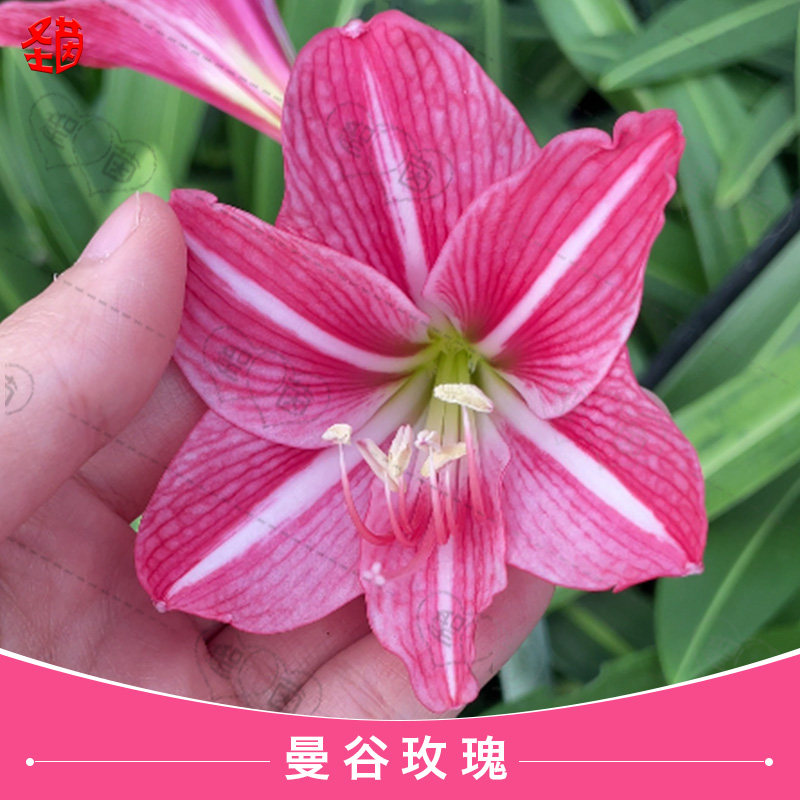 圣茵朱顶红种球 曼谷玫瑰 球根室内盆栽花卉种植易活盆栽