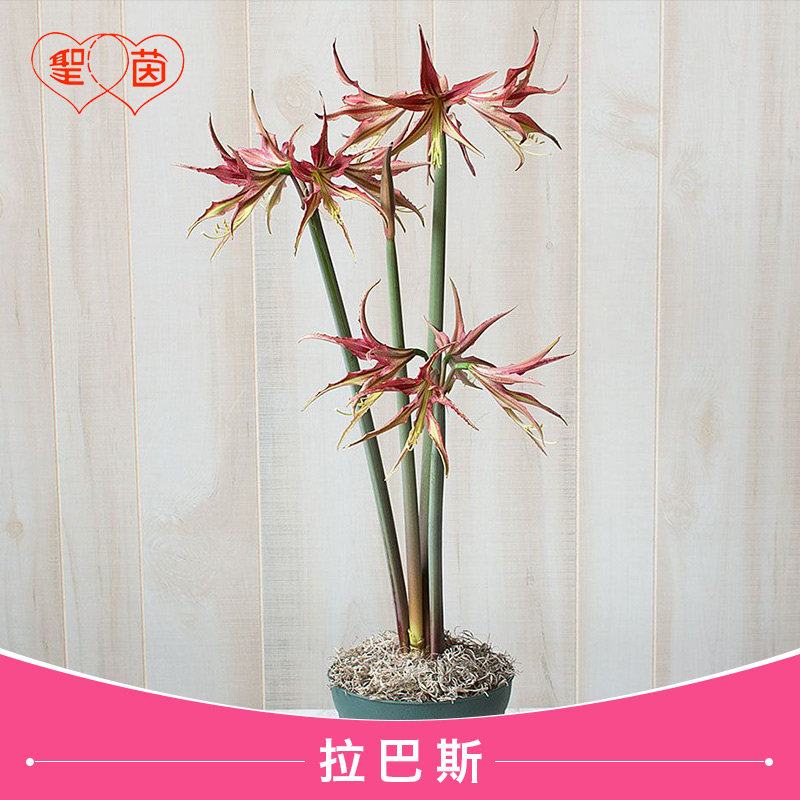 圣茵进口朱顶红 拉巴斯 易活球根花卉多年生阳台植物