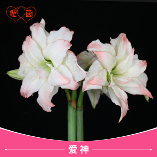 圣茵朱顶红 爱神 开花球好养多年生种球好养品种