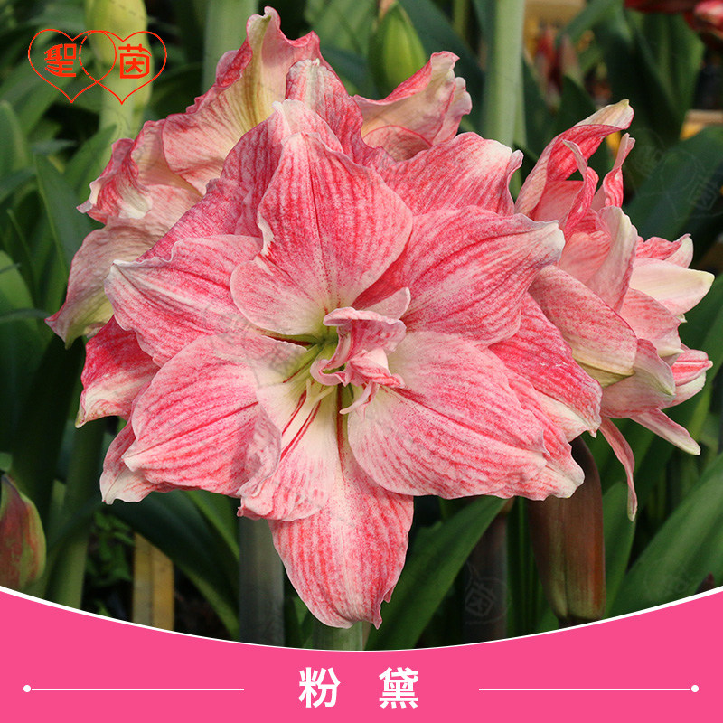 圣茵朱顶红秘鲁蒂卡系列粉黛阳台种球四季种球裸根盆栽花卉多年生,鲜花速递/花卉仿真/绿植园艺,种球/裸根,淘宝优惠券,粉丝福利购,淘宝优惠卷