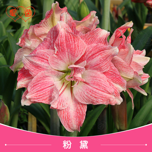 圣茵朱顶红秘鲁蒂卡系列粉黛阳台种球四季种球裸根盆栽花卉多年生