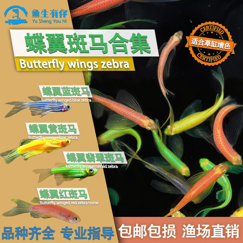 蝶翼长尾翡翠绿淡水观赏鱼