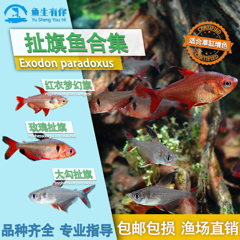 玫瑰扯旗灯鱼红衣梦幻旗热带观赏活体鱼小型草缸群游鱼黑尾大勾鱼