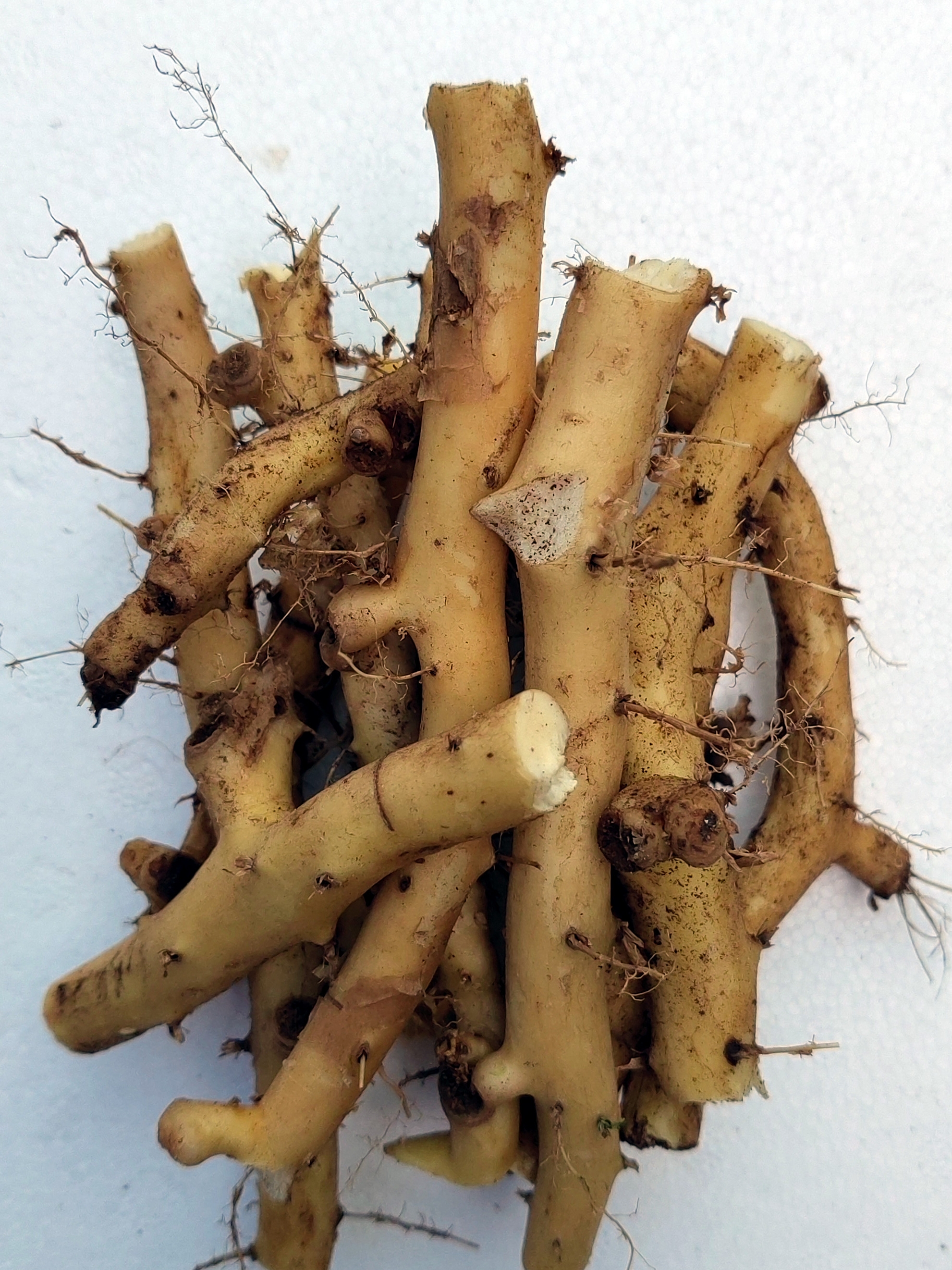 野菜根穿山龙鲜品2斤包邮串地龙骨现挖穿地龙穿龙骨中草药材干货