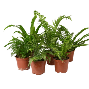 黄缘龟专用缸造景绿植乌龟生态缸植物半水龟安缘饲养箱环境套餐