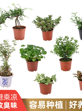 黄缘龟造景植物乌龟缸布景真绿植半水龟安缘饲养箱专用摆件用品