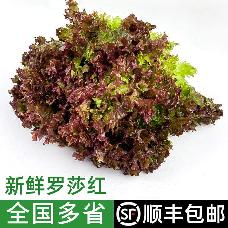新鲜红叶生菜沙拉蔬菜