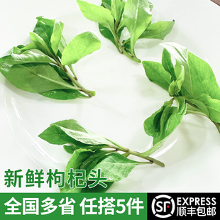 新鲜枸杞头500g 新鲜蔬菜当季春菜时令枸杞芽蔬菜枸杞菜 5件包邮