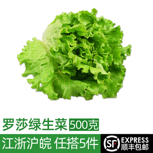 新鲜罗莎绿500g 绿叶生菜花边散叶生菜 西餐沙拉蔬菜配菜食材