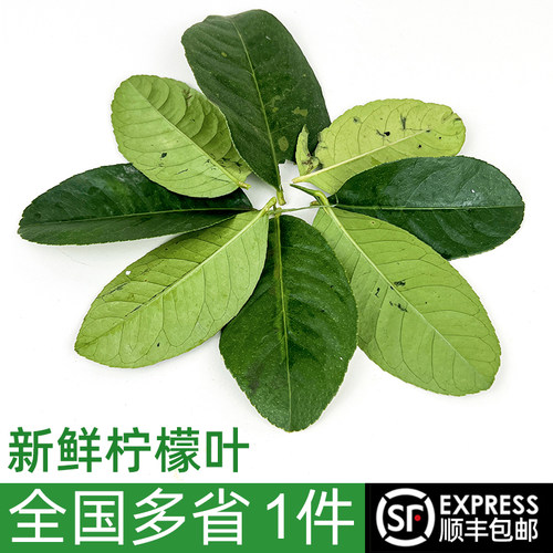 新鲜柠檬叶西餐香料食材