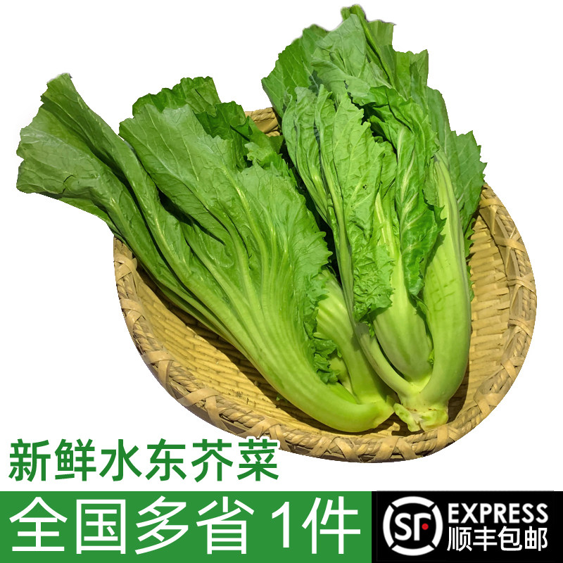 新鲜水东芥菜2斤 脆爽芥菜盖菜 顺丰包邮
