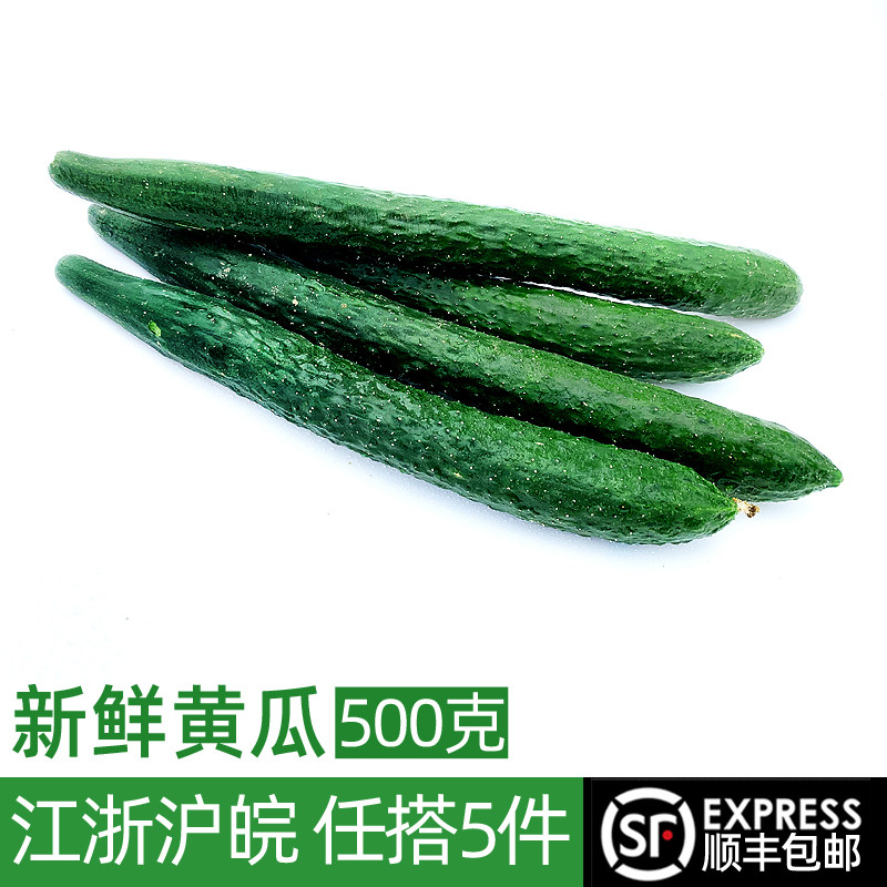 新鲜黄瓜500g 带刺大黄瓜长黄瓜当季新鲜农家蔬菜 满5件包邮