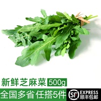 新鲜芝麻菜500g 德国芥菜火箭菜  西餐生吃沙拉蔬菜轻食食材