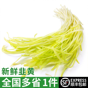 新鲜韭黄 低温偏绿 正宗时令蔬菜现摘现发 嫩黄清香 多省包邮