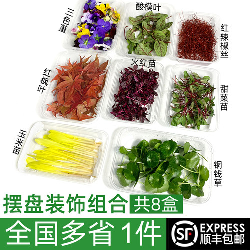 8种摆盘装饰套餐酸模铜钱草
