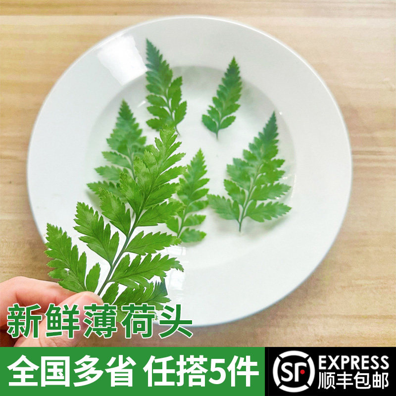 新鲜杨子叶 高山羊齿 西餐装饰摆盘酒吧餐饮食用