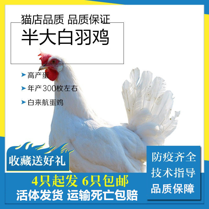 纯种白羽鸡活体白来航鸡白羽蛋鸡高产蛋鸡土鸡公鸡母鸡