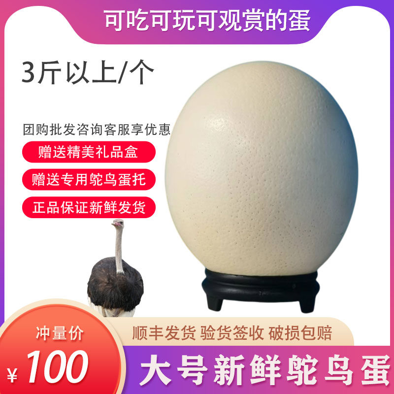 正品新鲜大号鸵鸟蛋3斤以上食用蛋鸸鹋蛋端午节礼品蛋生日礼物