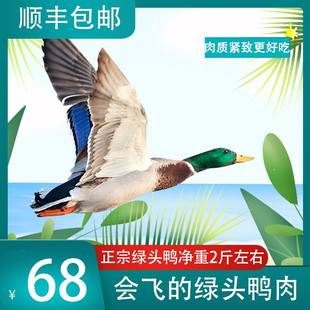 会飞鸭绿头鸭活体现杀新鲜鸭肉飞鸭肉农家散养老鸭麻鸭土鸭特惠