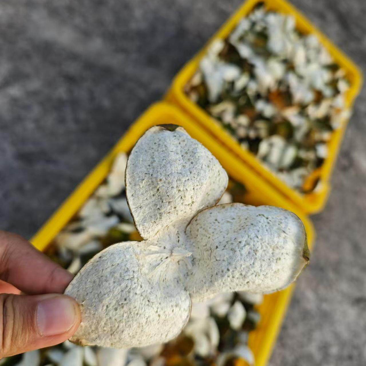 正宗新会陈皮24年原枝大红皮二红皮农户自种自摘自晒自存产地新会,水产肉类/新鲜蔬果/熟食,桔子,淘宝优惠券,粉丝福利购,淘宝优惠卷