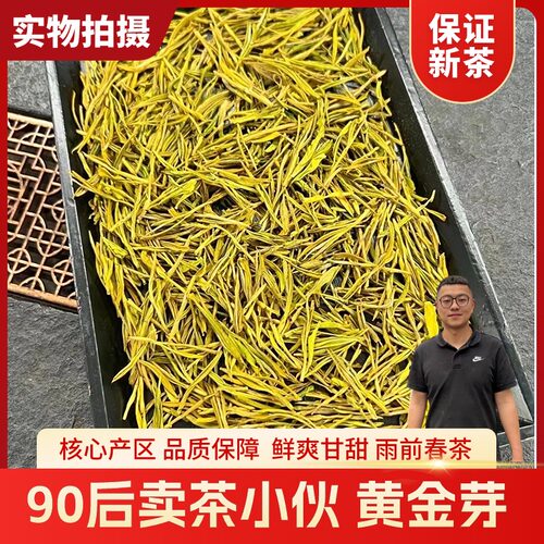 新茶上市黄金芽茶叶正宗原产地