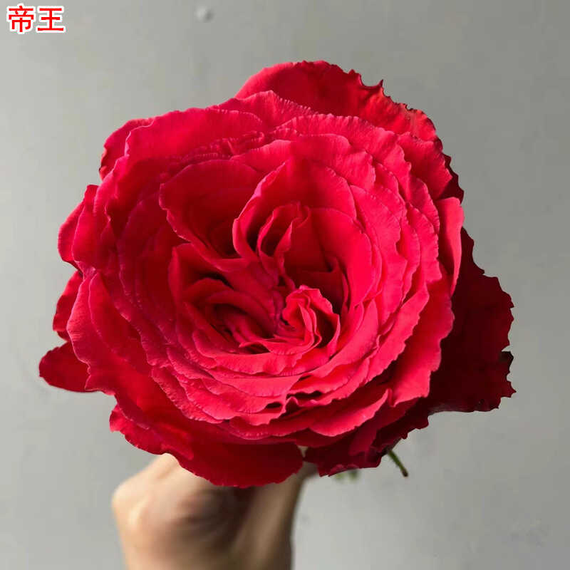 新品帝王月季灌木大花高杯直立庭院阳台盆栽多季开花切花玫瑰