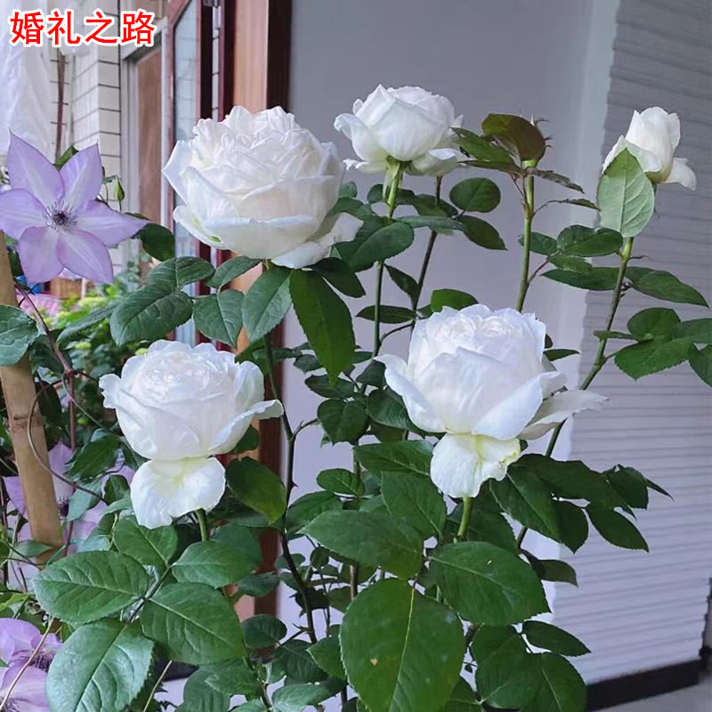 新品婚礼之路月季纯白色灌木大花庭院阳台盆栽多季开花玫瑰花苗