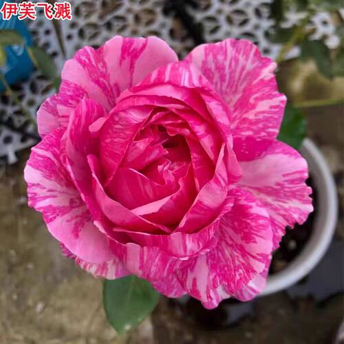 伊芙飞溅月季苗灌木大花浓香条纹庭院阳台盆栽多季开花