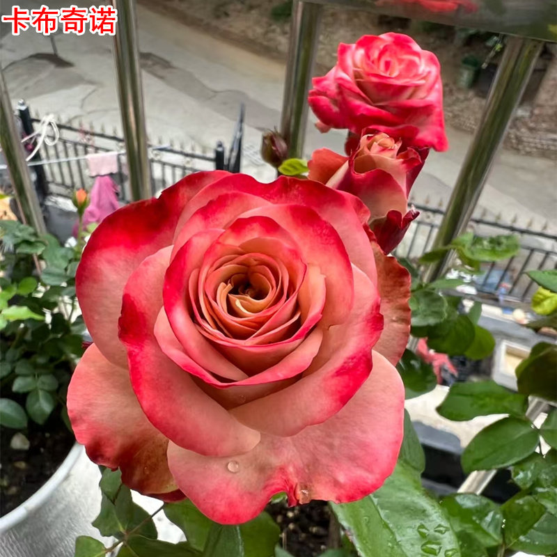 肯尼亚卡布奇诺月季苗灌木复古大花庭院阳台盆栽多季开花玫瑰花苗