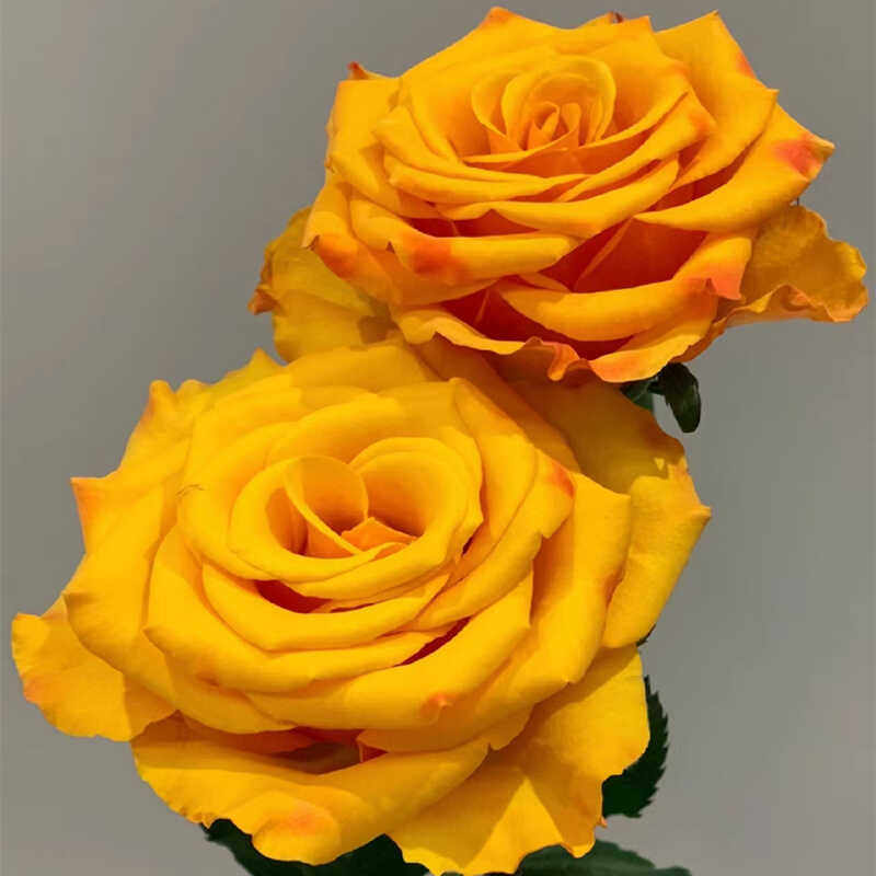 新品辉煌月季灌木大花直立庭院阳台盆栽四季开花切花玫瑰