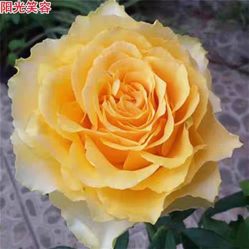 新品阳光笑容月季灌木大花直立庭院阳台盆栽多季开花切花玫瑰,鲜花速递/花卉仿真/绿植园艺,月季/蔷薇/玫瑰,淘宝优惠券,粉丝福利购,淘宝优惠卷