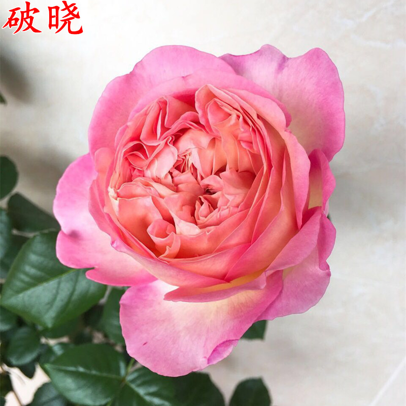 月季苗破晓月季花苗四季开花大花浓香庭院阳台盆栽四季开花
