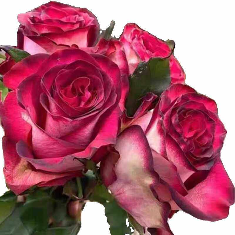 超新品沙皇月季切花复古大花庭院阳台盆栽多季开花玫瑰花苗,鲜花速递/花卉仿真/绿植园艺,月季/蔷薇/玫瑰,淘宝优惠券,粉丝福利购,淘宝优惠卷