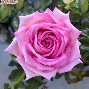 新品婚礼的钟声月季苗大花浓香庭院阳台盆栽绿植花卉多季开花