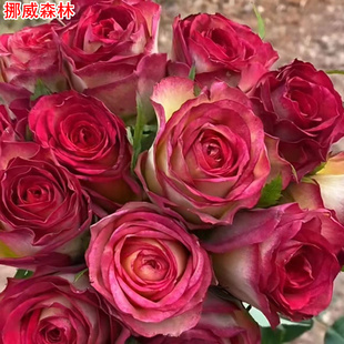 开花 进口玫瑰大花直立庭院阳台盆栽多季 新品 挪威森林月季