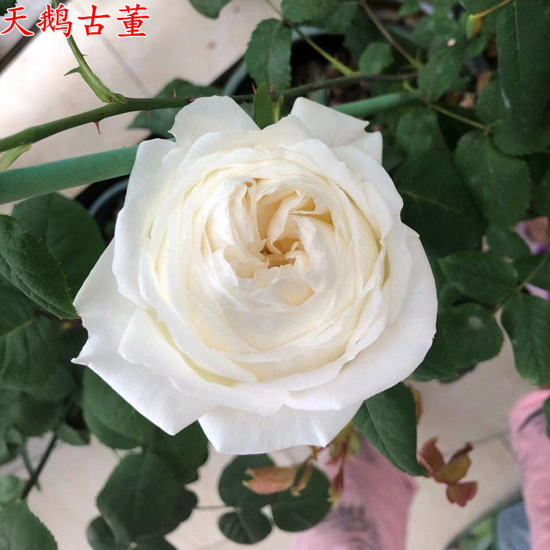 稀有品种 天鹅古董月季苗 灌木白色包子大花浓香四季花苗