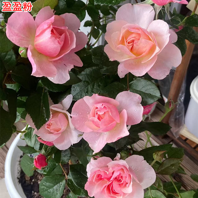 新品盈盈粉月季灌木丰花抗病耐热庭院阳台盆栽多季开花