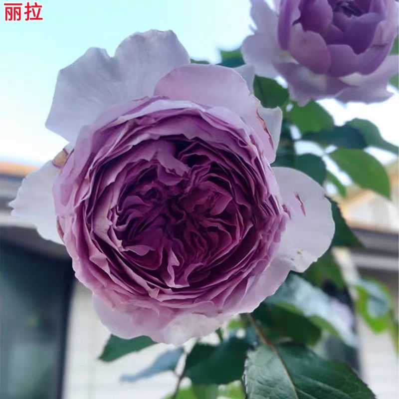 新品丽拉月季苗紫色大花浓香庭院阳台盆栽多季开花玫瑰花苗