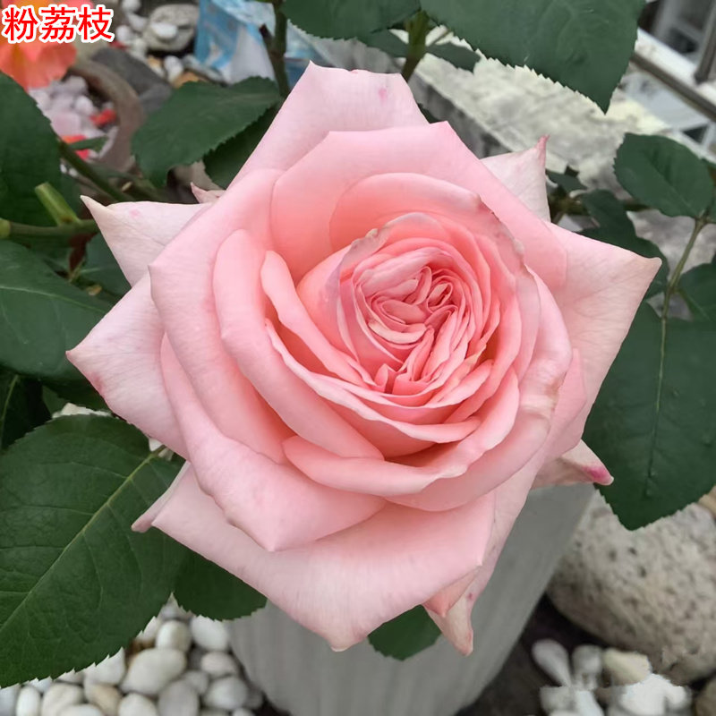 粉荔枝月季灌木大花粉色直立庭院阳台盆栽多季开花切花玫瑰,鲜花速递/花卉仿真/绿植园艺,月季/蔷薇/玫瑰,淘宝优惠券,粉丝福利购,淘宝优惠卷