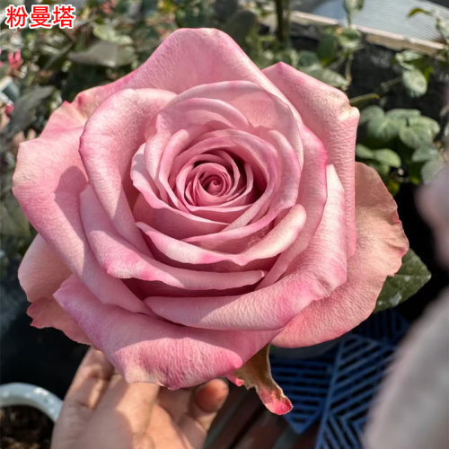 超新品甜蜜曼塔/粉曼塔月季灌木大花阳台盆栽多季开花切花玫瑰