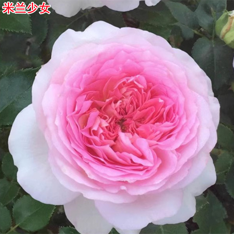 法国尼普新品米兰少女月季大花浓香庭院阳台盆栽多季开花抗病强