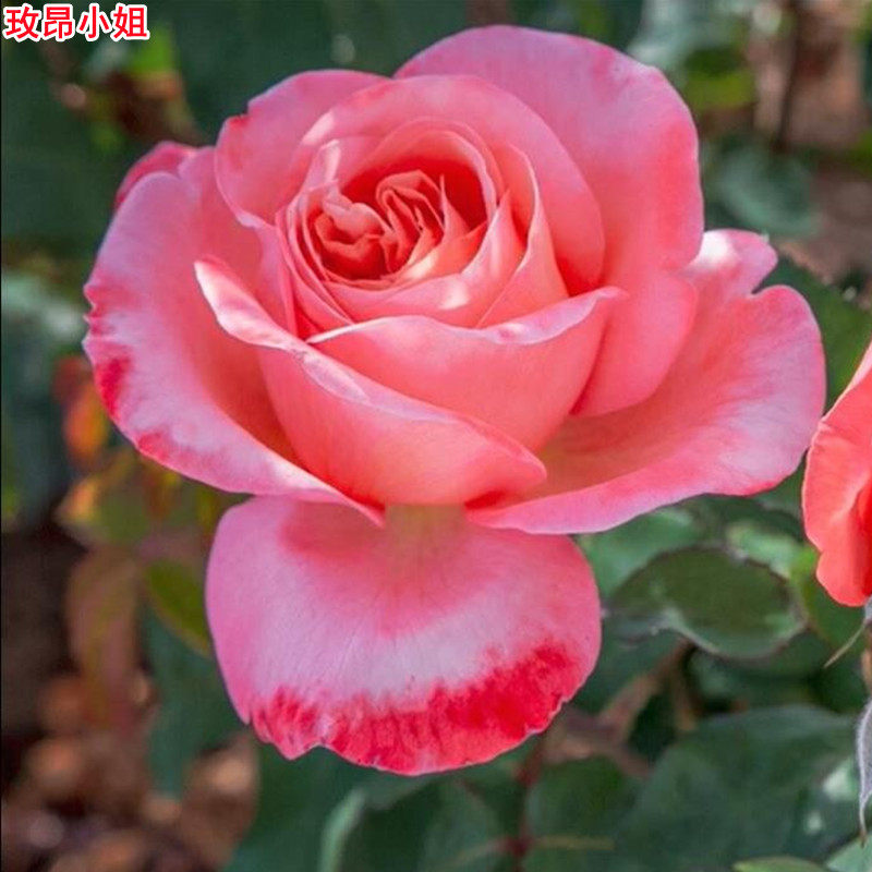 玫昂小姐/梅昂小姐月季灌木大花直立浓香庭院阳台盆栽多季开花