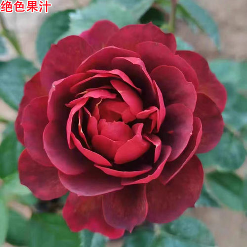 新品绝色果汁/樱桃果汁月季苗灌木淡香庭院阳台盆栽多季开花