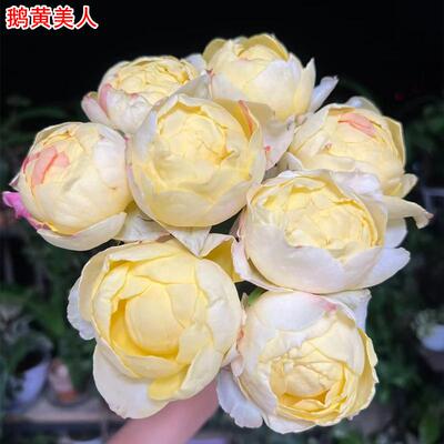 鹅黄美人月季大花浓香庭院阳台