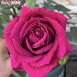 悠久的约定月季玫红色大花浓香庭院阳台盆栽多季开花玫瑰花苗