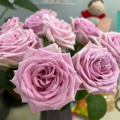 新品玫瑰高杯庭院阳台盆栽大花