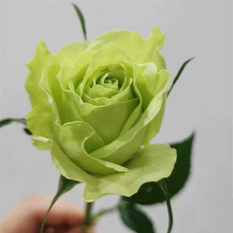 灌木迷彩月季绿色切花高杯直立